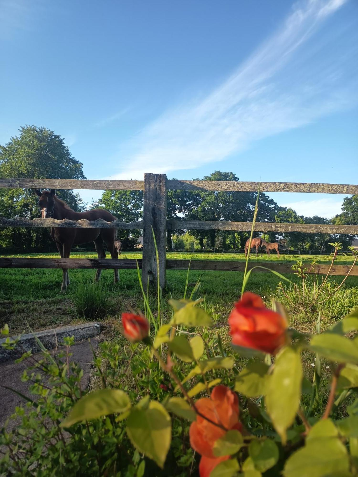 Maison De Charme Tour-en-Bessin Zewnętrze zdjęcie